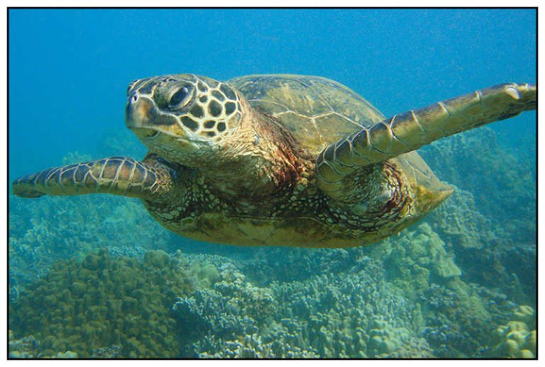 Sea Turtles shot while at a destination Wedding in Maui Hawaii at Wailea Marriott