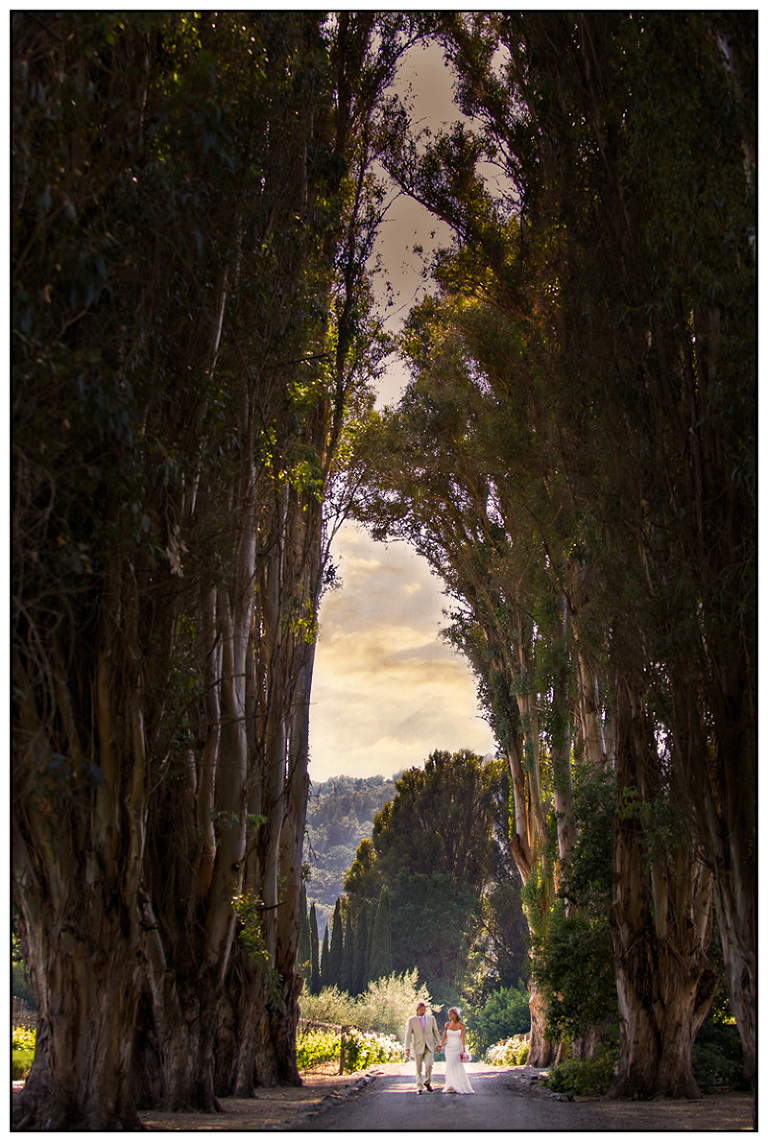 Napa Wedding Portrait in Trees